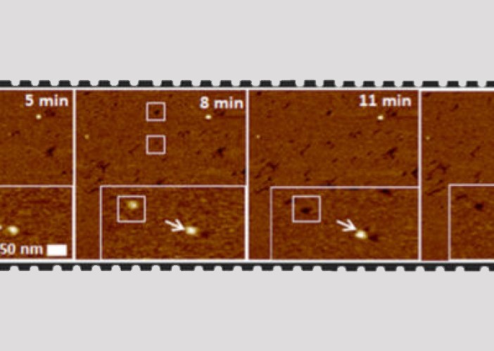 Building antimicrobial bullets from breast milk