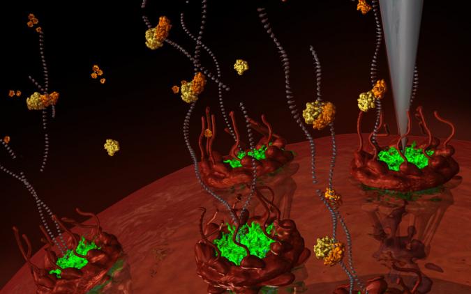 The LCN collaborates with the University of Toronto to understand transport machinery in cells