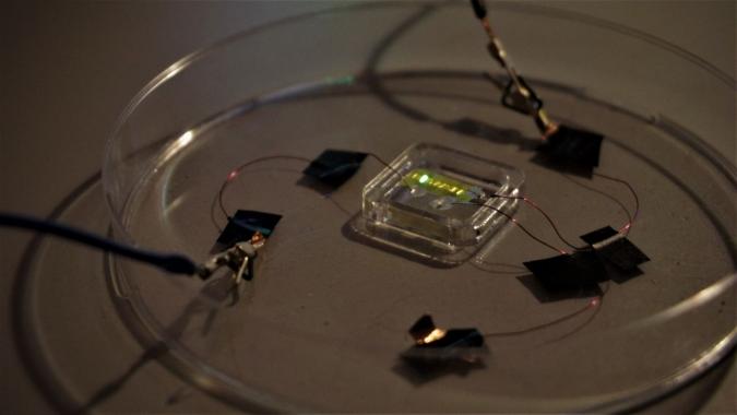 Light-emitting tattoo engineered for the first time