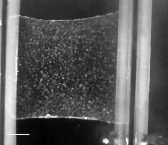 Tissues behave like giant cells