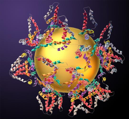 Support morphology affects nanoparticle adsorption