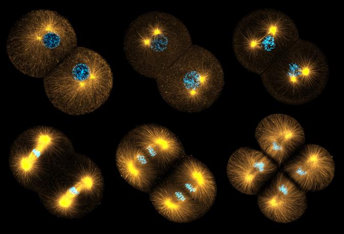 Oriented growth is an emergent property of cellularised tissues