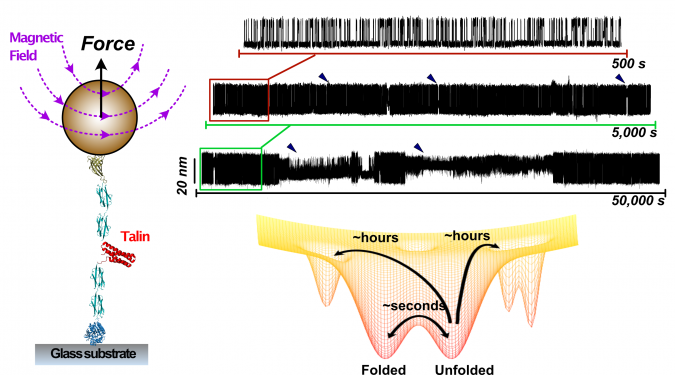 LCN researchers explore the hidden depths of protein folding