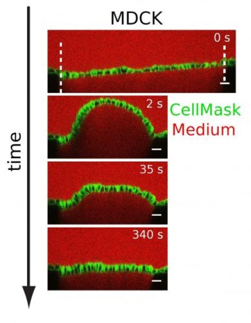 How to fold an epithelium