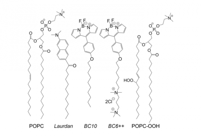 lipids