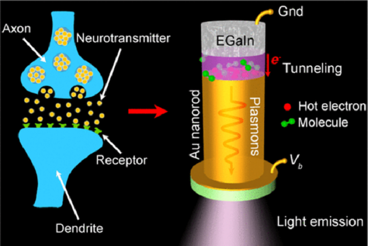 Synthetic synapses get more like a real brain