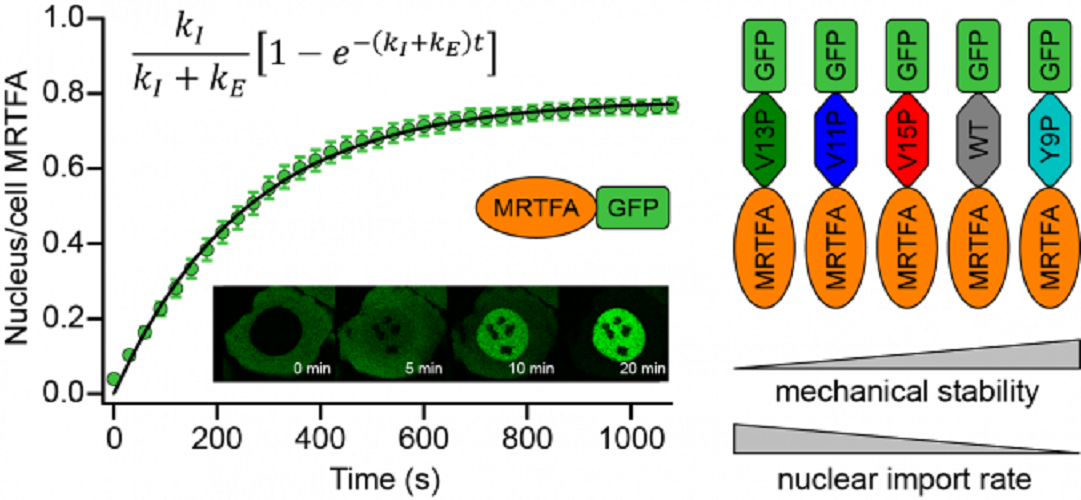 Mechanical stability regulates the nuclear import rate of translocating proteins
