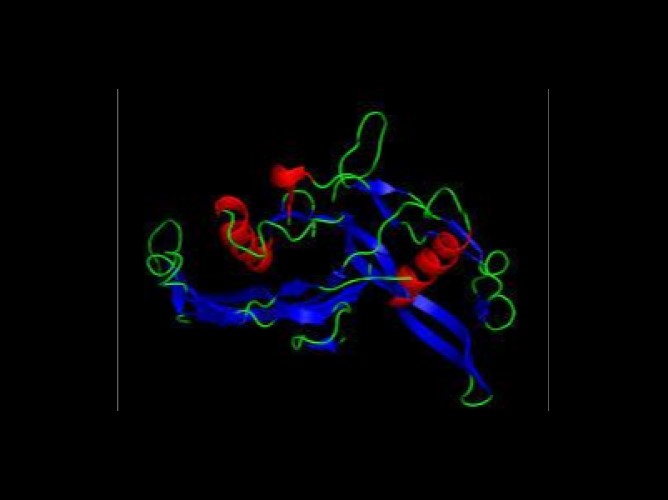 Creating new antibiotics from our own immune system