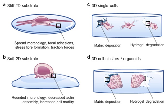 Measuring the stiffness of soft culture surfaces & 3D hydrogels using AFM
