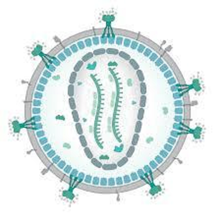Collaborative research explores why llamas could change the future for HIV diagnostics